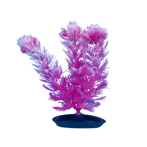 PP-540 Foxtail