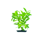 PP-543 Hygrophila