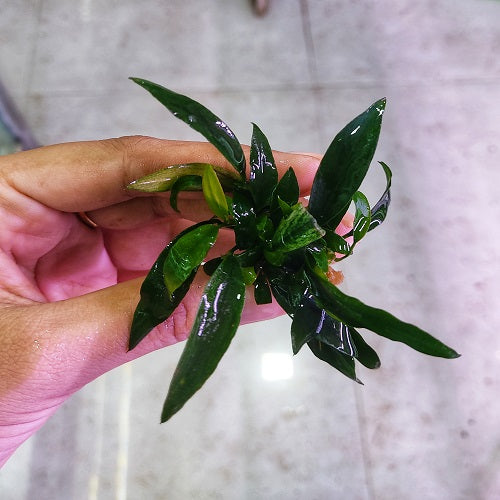 PS597 Anubias Chili Jalapeno 4-5cm (APC)