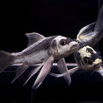 Panda Kubotai Koi Carp 12-14cm