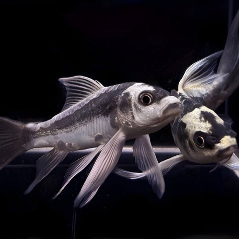 Panda Kubotai Koi Carp 12-14cm