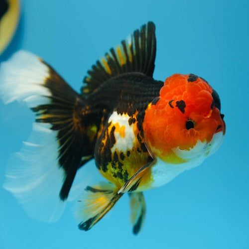 Panda Tricolor Oranda Gold 6-7cm IMP