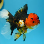 Panda Tricolor Oranda Gold 6-7cm IMP