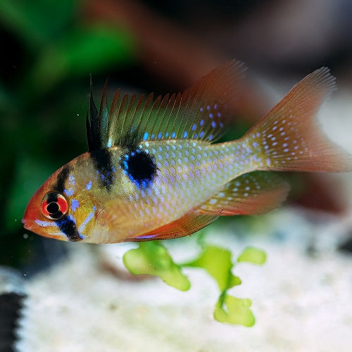 Papillochromis Ramirezi 4cm IMP