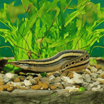 Peacock Eel 6-7"