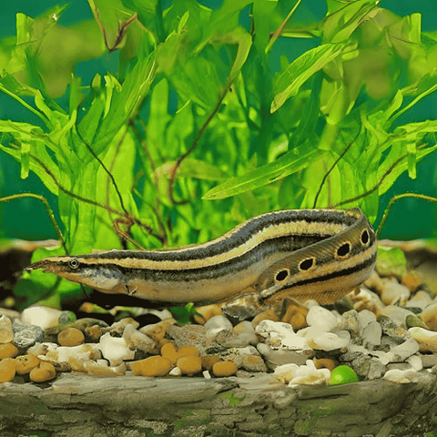 Peacock Eel 6-7