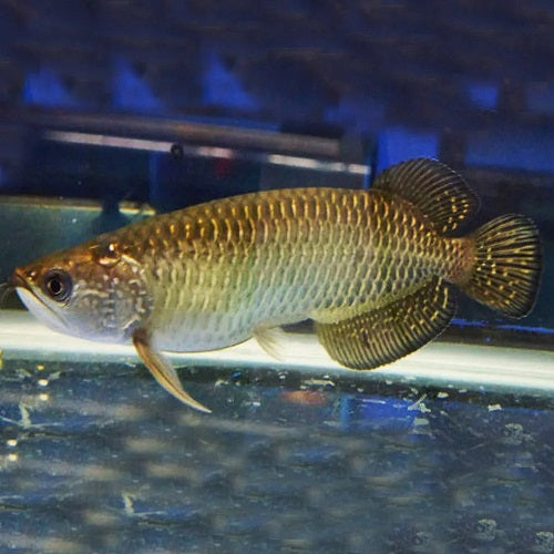 Pearl Arowana 5-6"