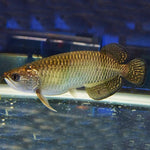 Pearl Arowana 5-6"