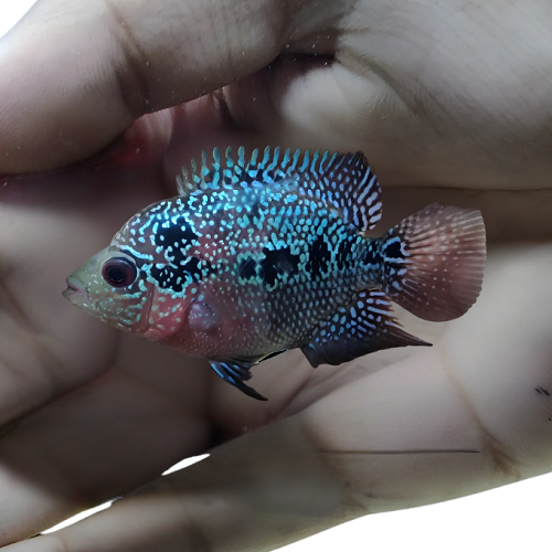 Pearl Spot Flowerhorn 1.5-2"