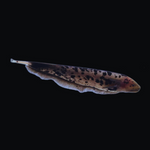 Piebald Ghost Knifefish 5-6"