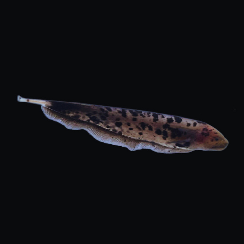 Piebald Ghost Knifefish 5-6"