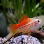 Pineapple Swordtail 3.5-4cm