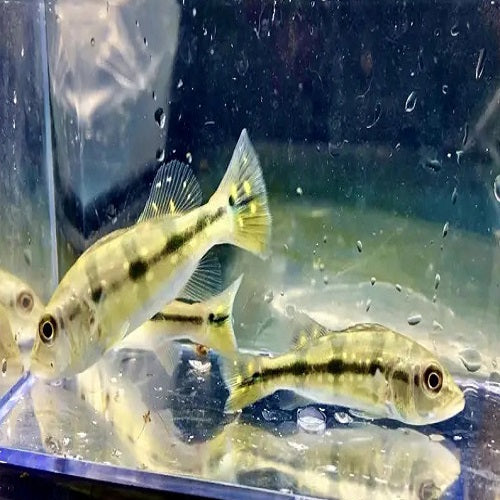 Pinima Peacock Bass 5cm