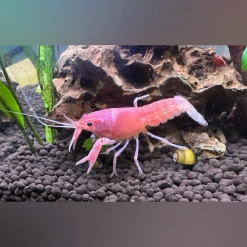 Pink Lobster L