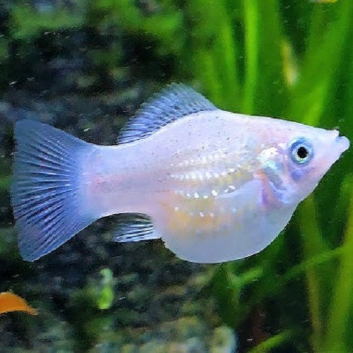 Platinum Blue Balloon Molly 3.5cm IMP