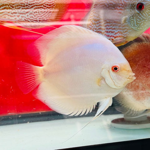 Platinum Red Eye Discus Female 5.5-6