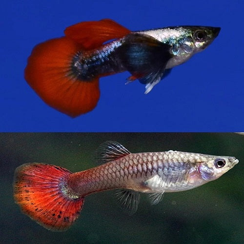 Platinum Red Tail Dumbo Ear Guppy M/F (Pair)