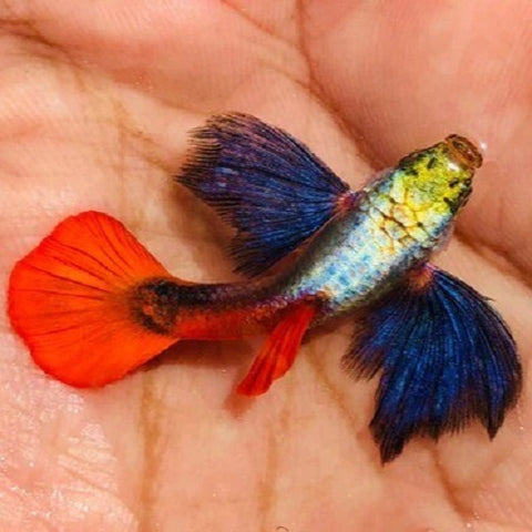 Platinum Red Tail Dumbo Ear Guppy Male IMP