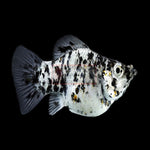 Platinum Spotted Balloon Molly 3cm IMP