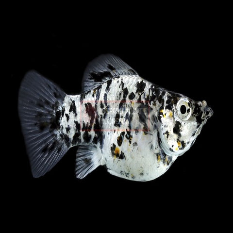 Platinum Spotted Balloon Molly 3cm IMP