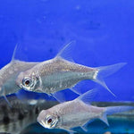 Platinum Tinfoil Barb 2"