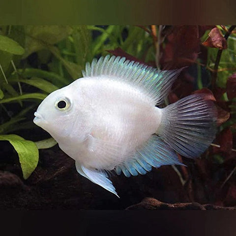 Polar Snow Parrot 1.25