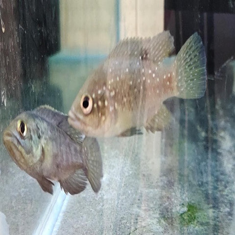 Polleni Cichlid 1.25