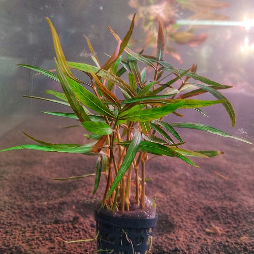 Polygonum Sp Pink - Pot