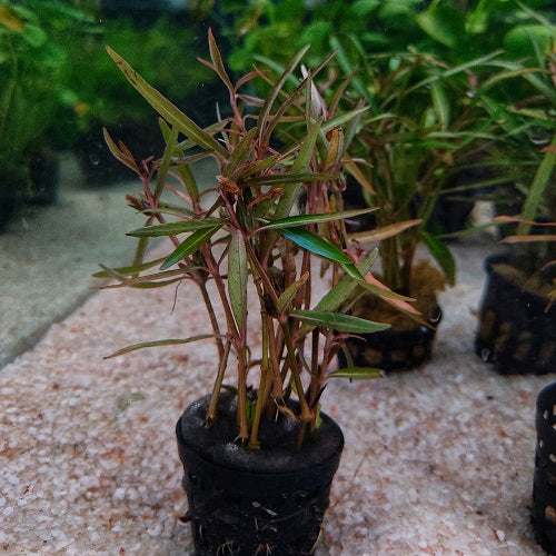 Polygonum Sp Pink - Pot