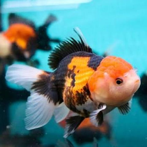 Premium Goldfish 8-9cm IMP