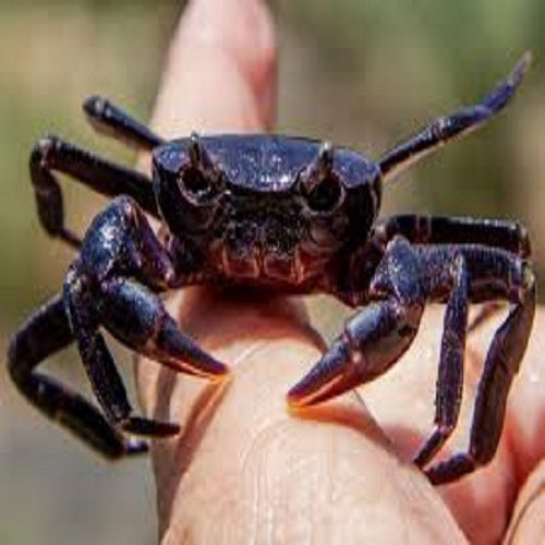 Purple Crab