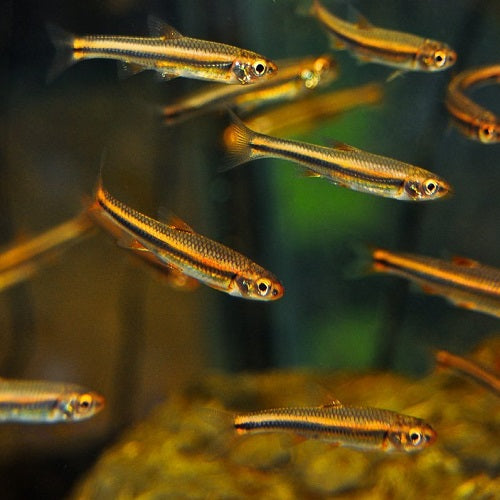 Rainbow Shiner 2.2cm