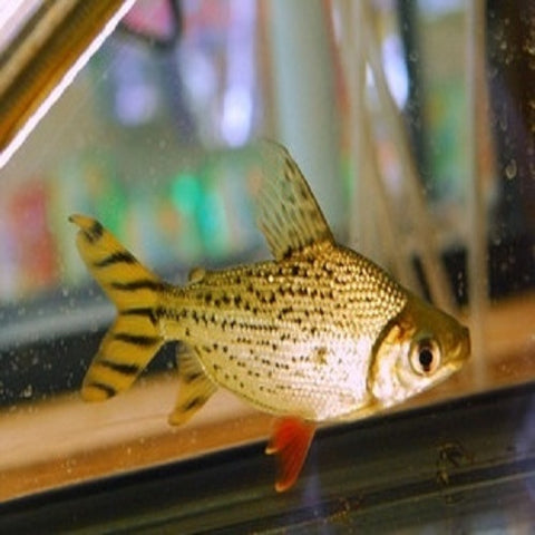 Red American Flagtail 4.5-5