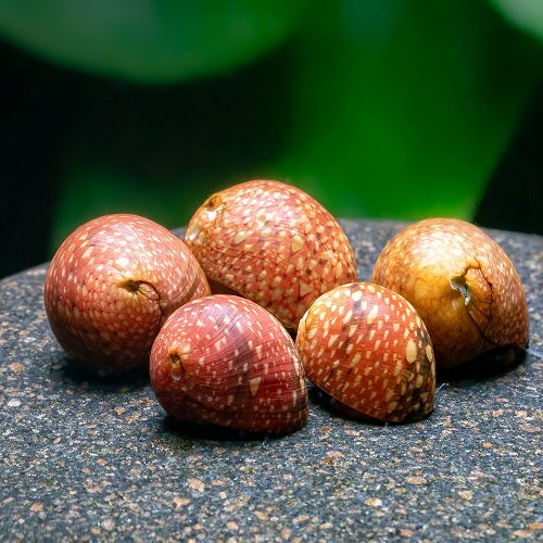Red Batik Nerite Snail