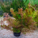C10 Red Cabomba - Pot