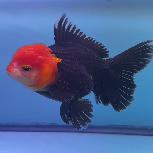 Red Cap Black Oranda 12-13cm IMP