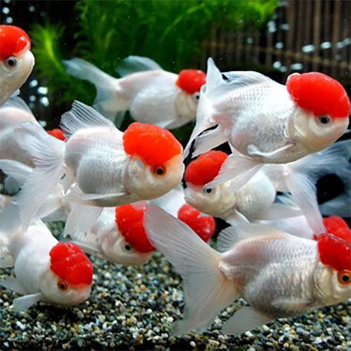 Red Cap Oranda Gold 12-13cm IMP