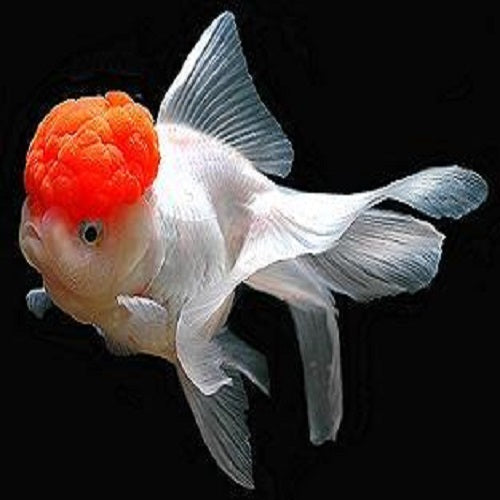 Red Cap Oranda 8-9cm IMP