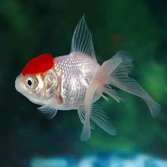 Red Cap Oranda 7-8cm IMP