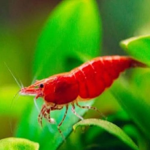 Red Cherry Shrimp