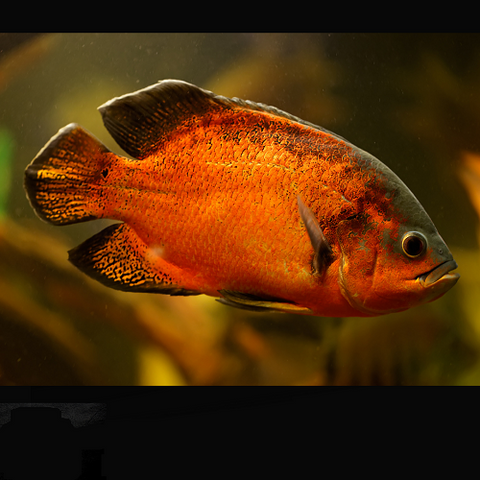 Copper Oscar 3