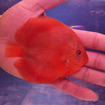 Red Cover Discus 3"