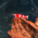 Red Crystal Shrimp 2cm