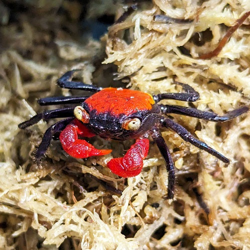Red Devil Crab