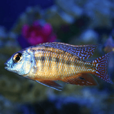Red Empress Cichlid 2-2.5
