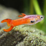 Red Endler Guppy Male IMP