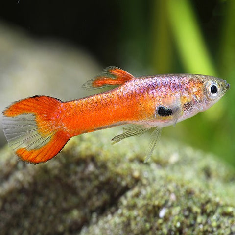 Red Endler Guppy Male IMP