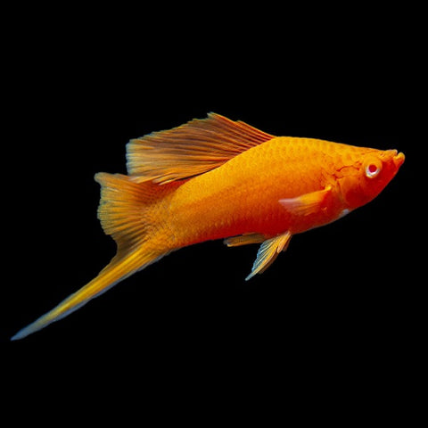 Red Eye Tangerine Swordtail 3.5-4cm