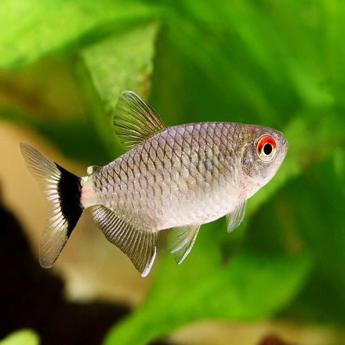 Red Eye Tetra 4cm