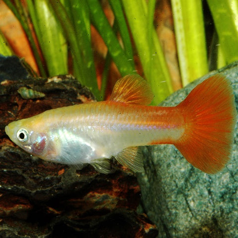 Red Guppy Female